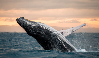 ballena